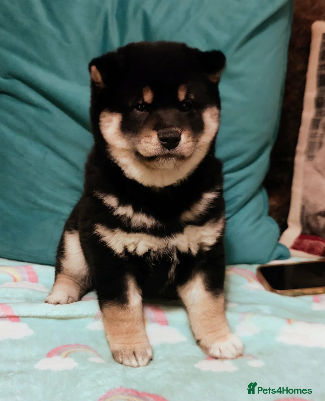 Japanese Shiba Inu dogs for sale: 10 weeks old KC Black/Tan Boy 💖 - Advert 4