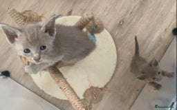 Mixed Breed cats for sale: Oriental X Siamese kittens  - Image 29