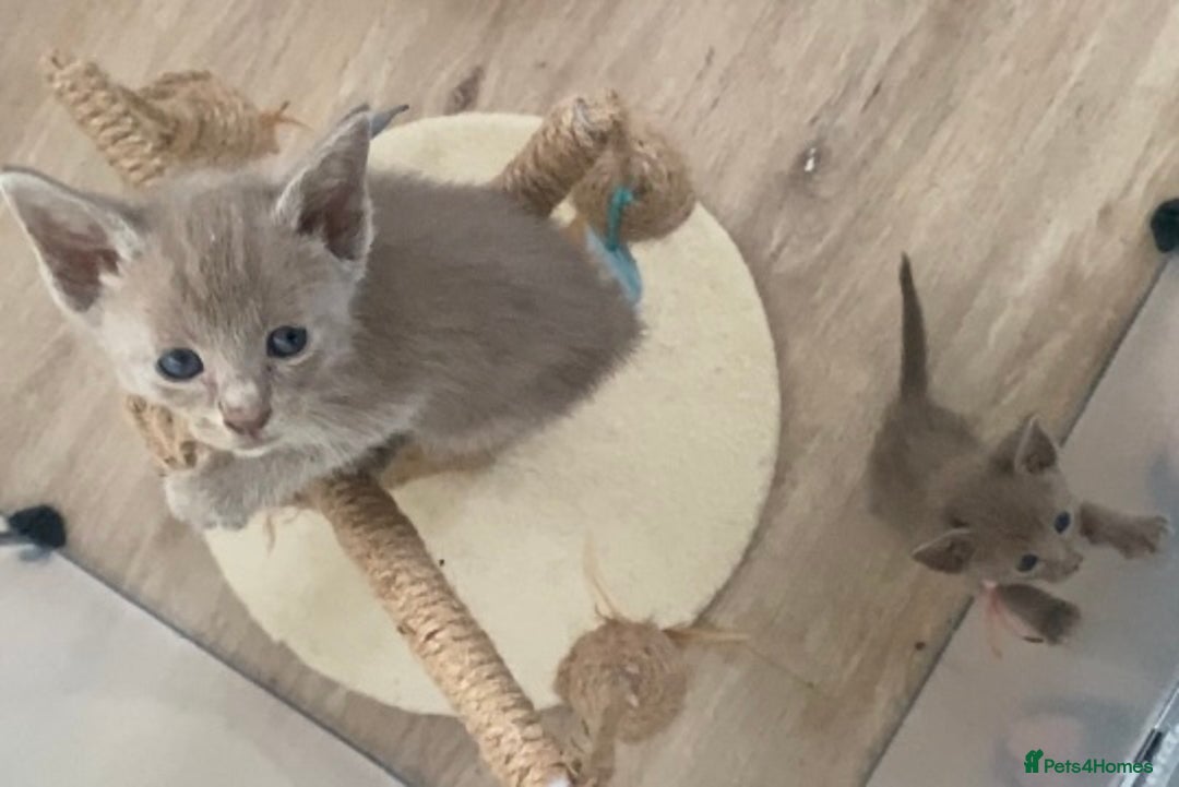 Mixed Breed cats for sale: Oriental X Siamese kittens  - Image 29