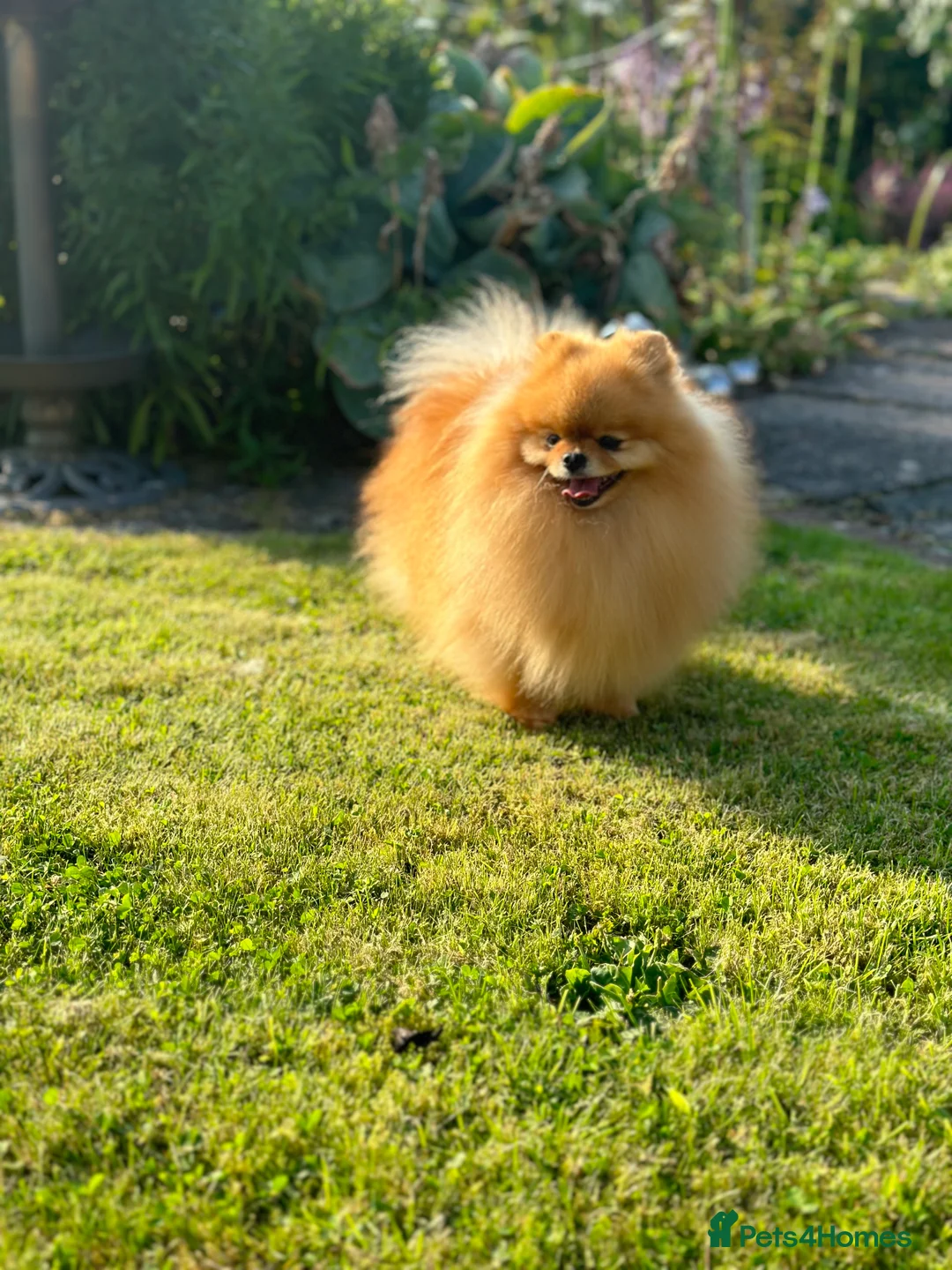 Pomeranian dogs for stud: Absolutely stunning tiny orange sable stud boy in Lanark - Advert 6