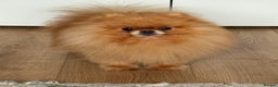 Pomeranian dogs for sale: Orange Male Pomeranian KC registered  - Advert 1