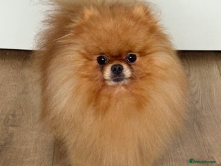 Pomeranian dogs Orange Male Pomeranian KC registered - Advert 9