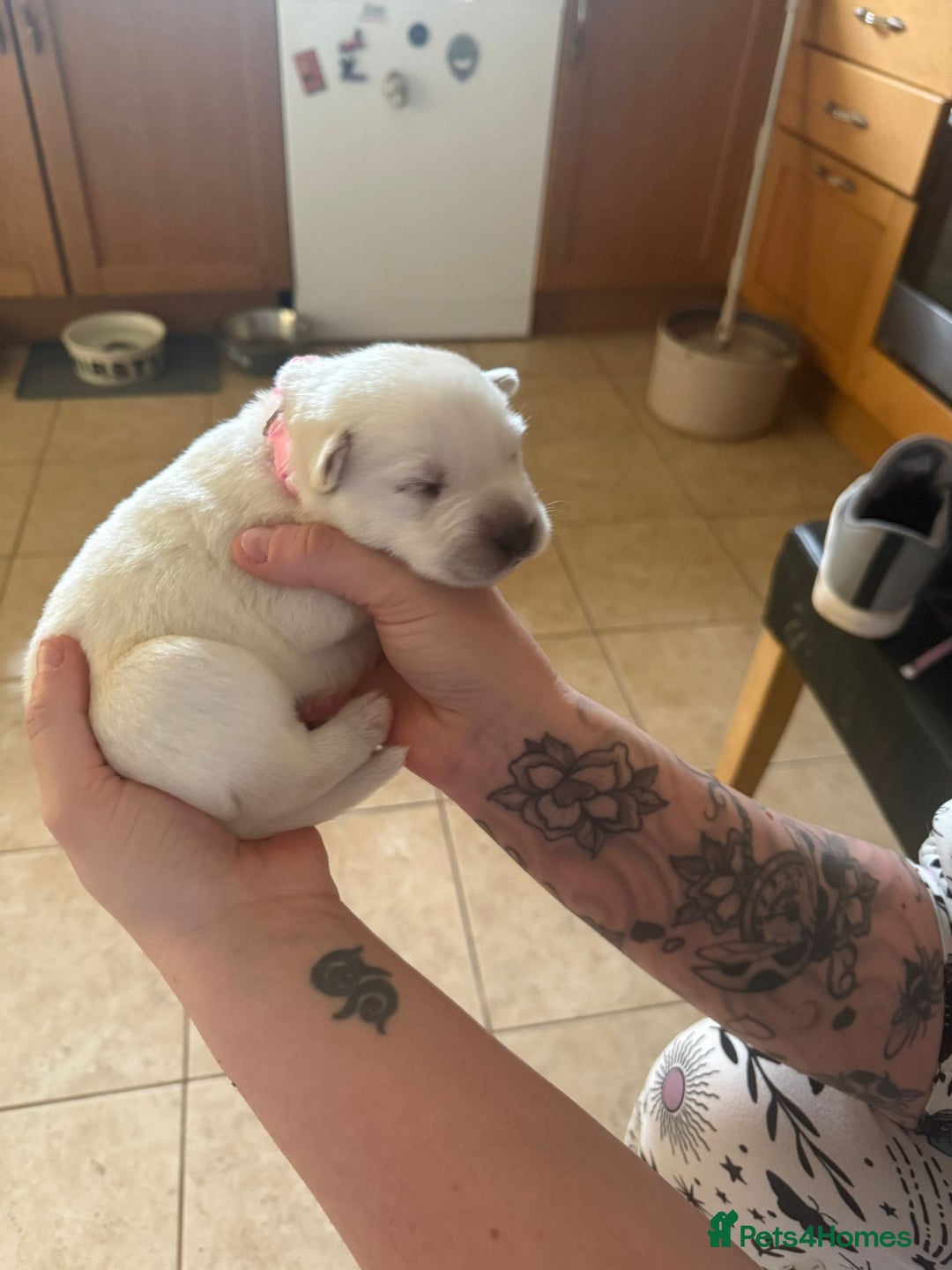 Mixed Breed dogs for sale: Huskador - Image 11