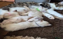 Turkish Angora cats for sale: Turkish angora  - Image 3