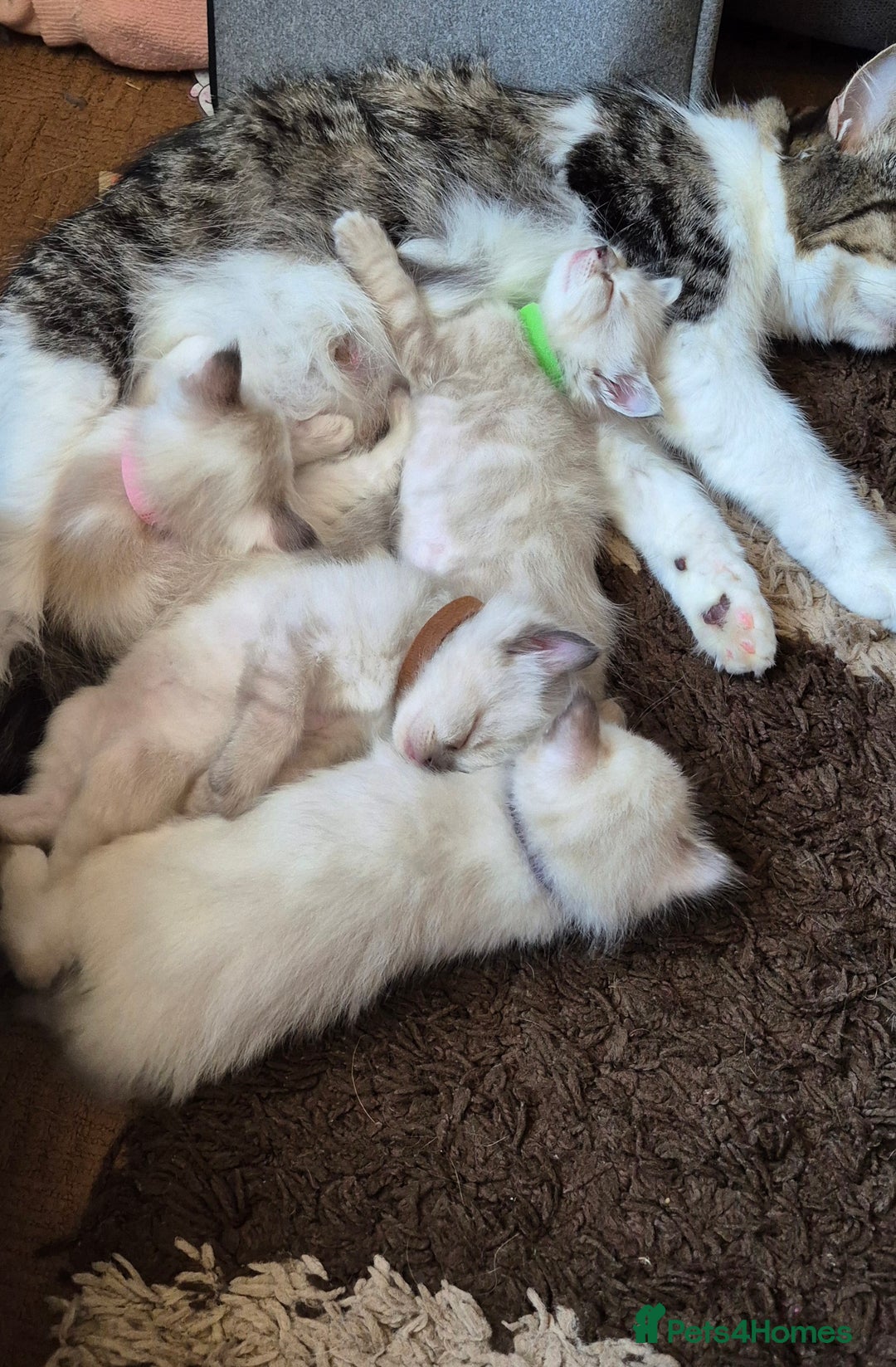 Turkish Angora cats for sale: Turkish angora  - Image 3