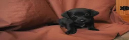 Mixed Breed dogs for sale: Gorgeous Labrador cross pups in Bury Saint Edmunds - Advert 8