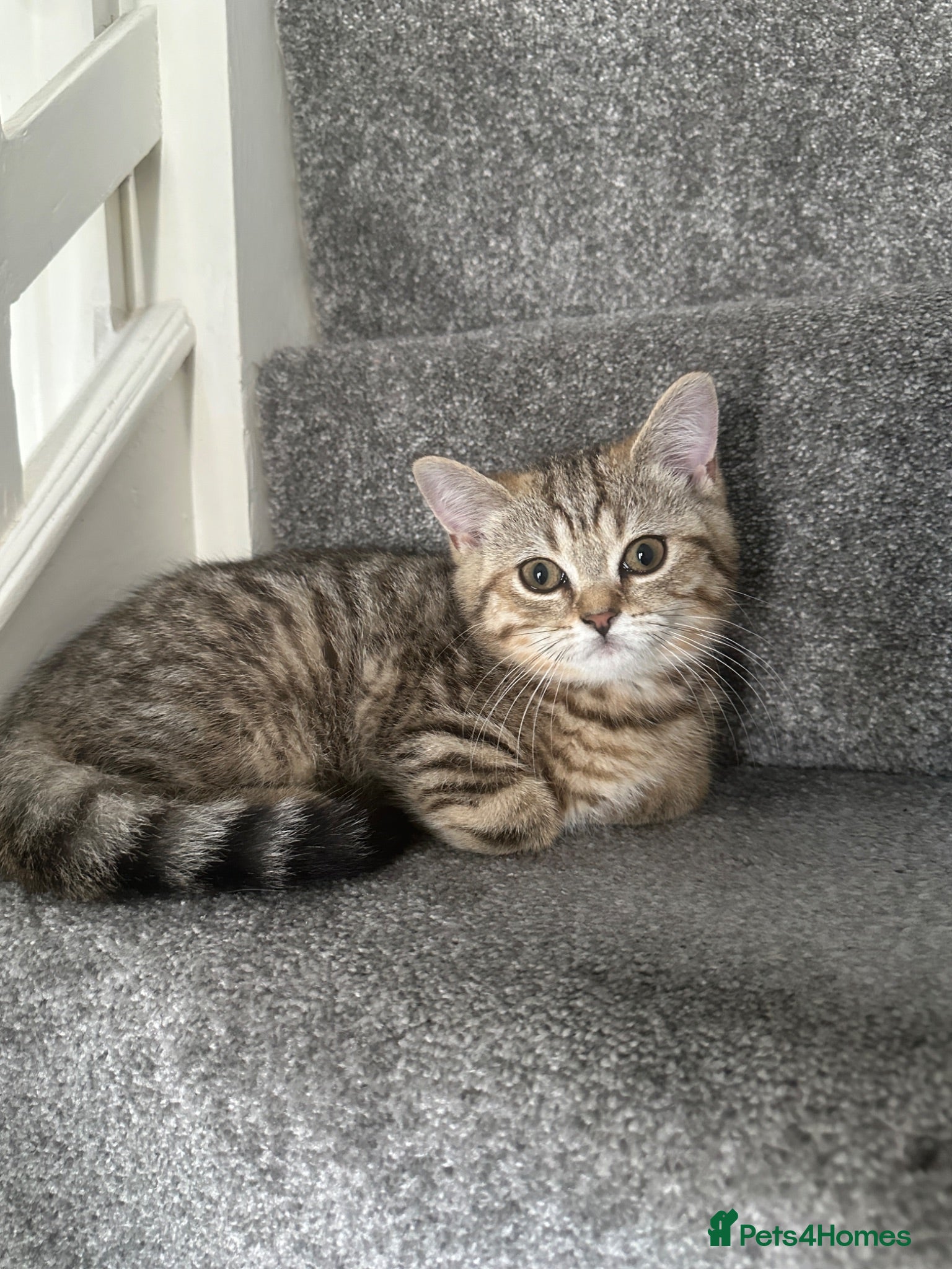 British Shorthair cats 😻DISCOUNTED PRICE🙀BeautifulBSH Kittens 🐈‍⬛ 🩷💙 - Advert 17