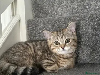 British Shorthair cats 😻DISCOUNTED PRICE🙀BeautifulBSH Kittens 🐈⬛ 🩷💙 - Advert 17
