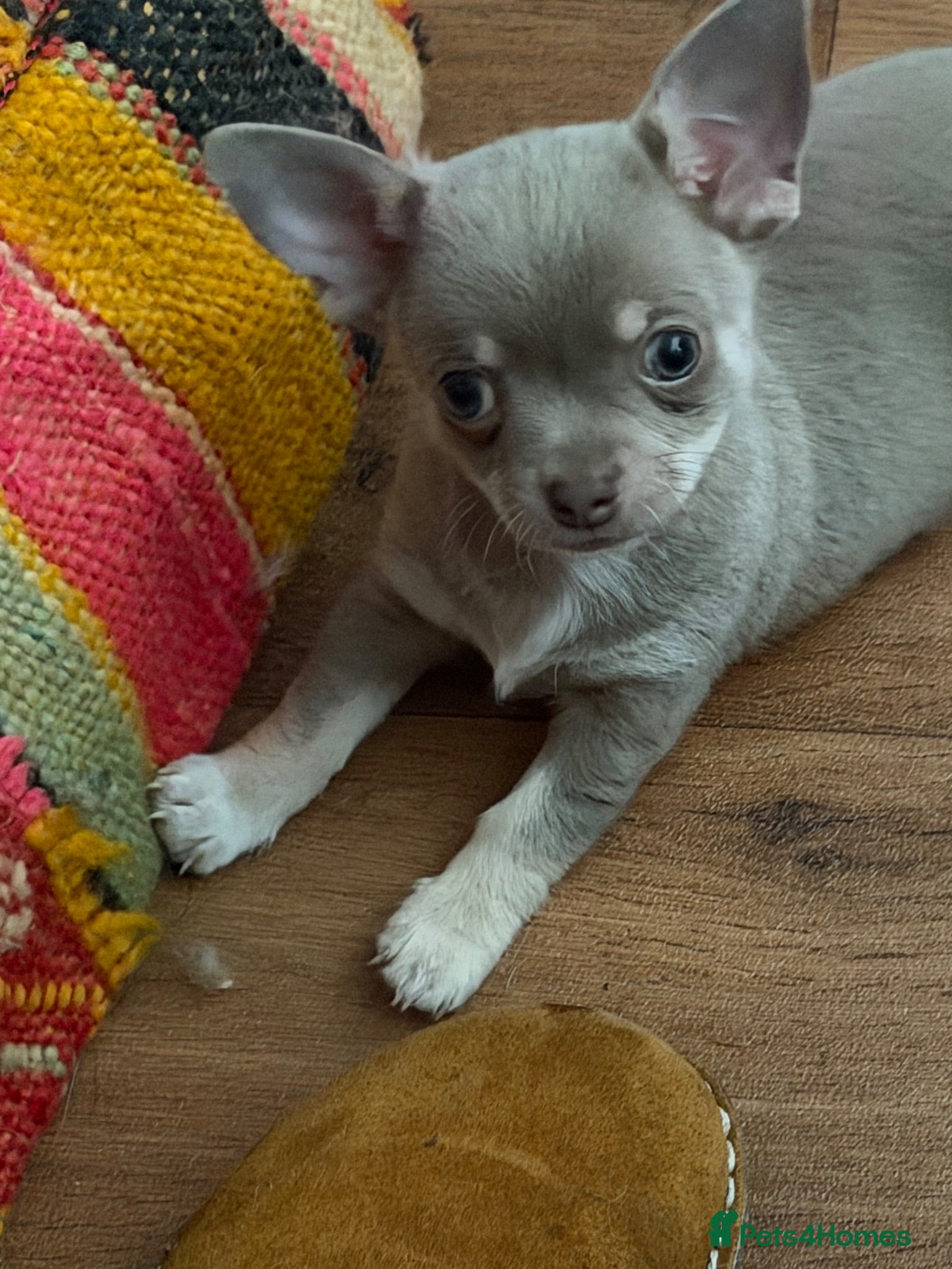 Chihuahua dogs Adorable blue/liac chihuahua pure pups  - Advert 1