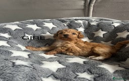 Cockapoo dogs for sale: Beautiful litter of tiny chunky Cockapoo puppies  - Image 19
