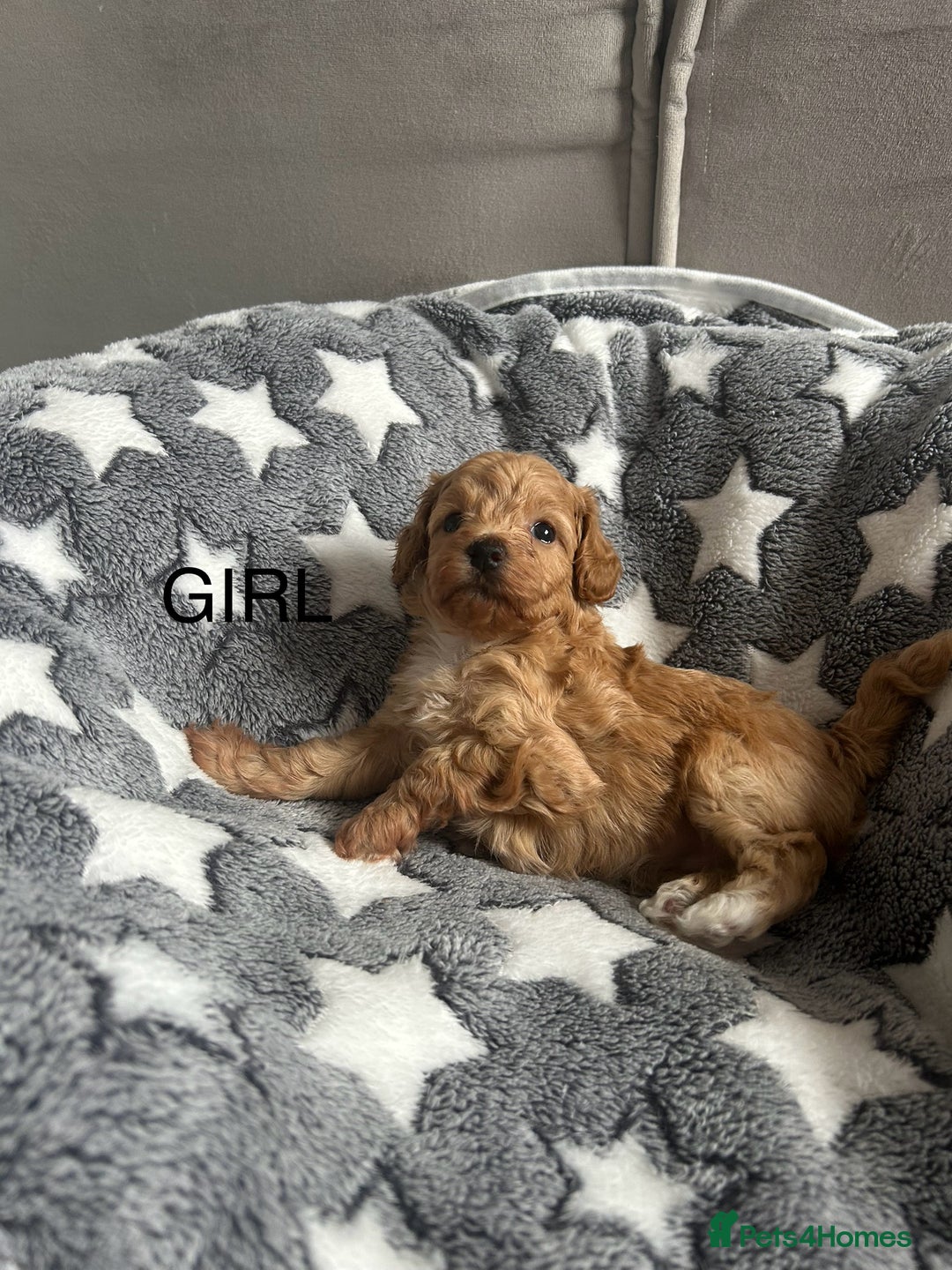 Cockapoo dogs for sale: Beautiful litter of tiny chunky Cockapoo puppies  - Image 19