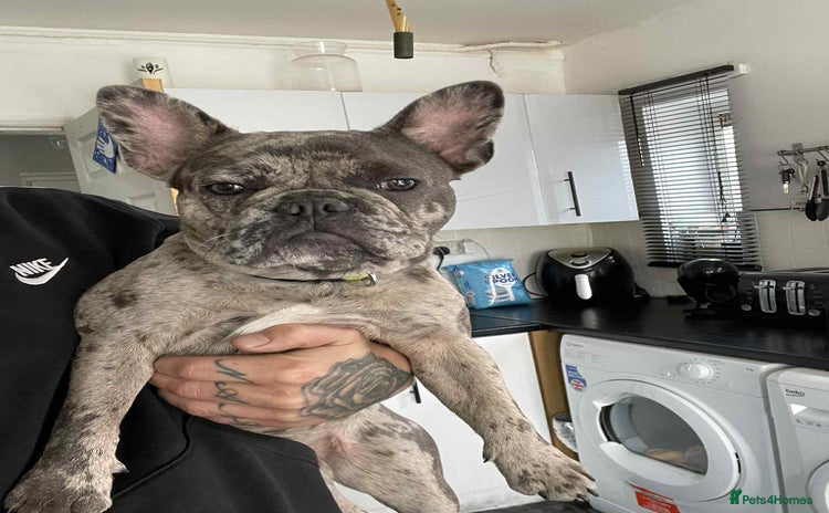 French Bulldog dogs - Advert 4