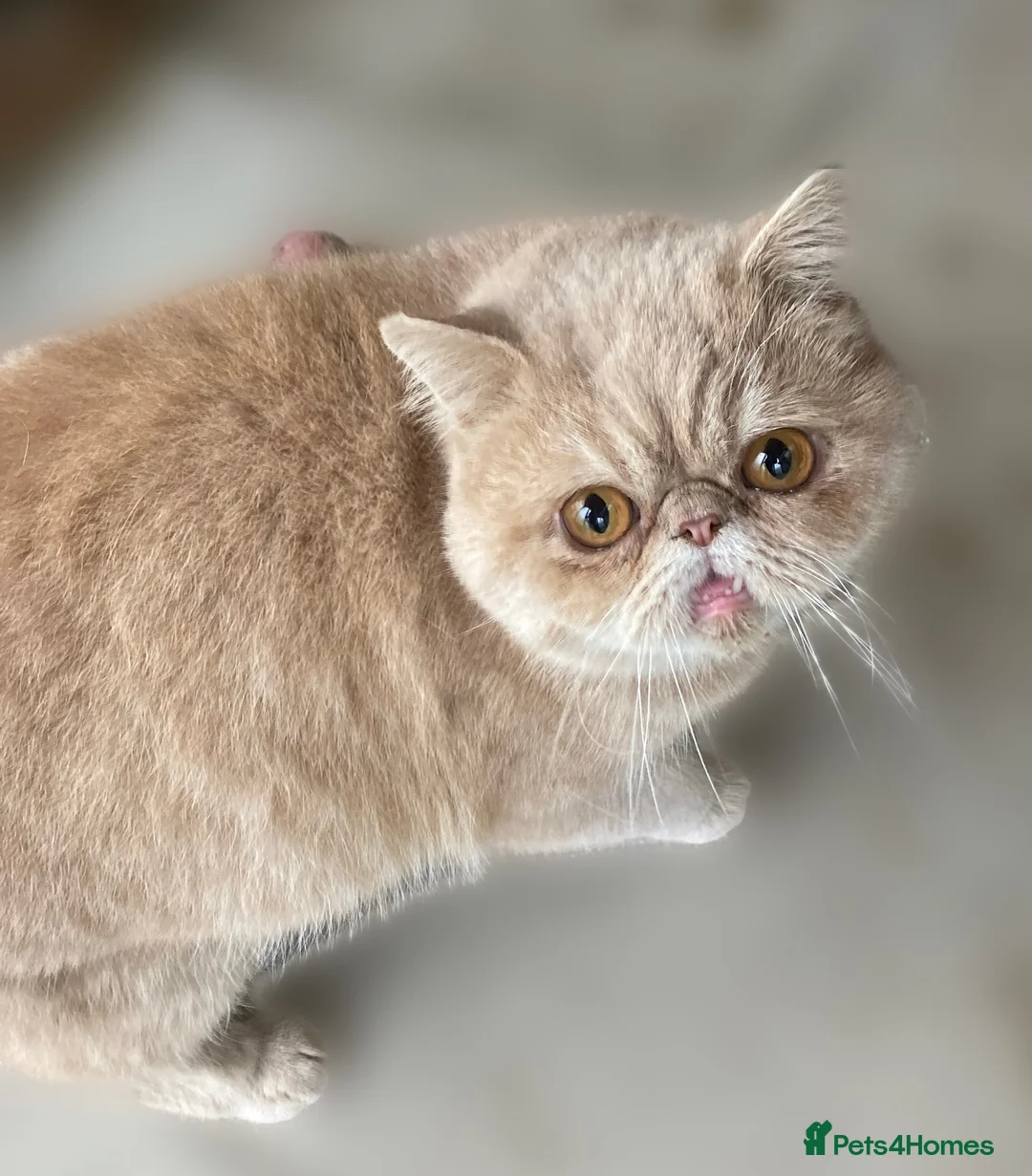 Exotic cats for sale: 4 Exotic Kittens  - Advert 21