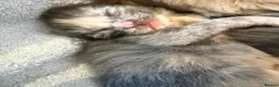 Ragcoon cats for sale: Ragdoll × Maine Coon Kittens rare colours - Advert 8