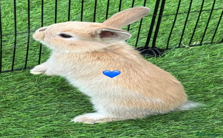 Mini Lop rabbits - Advert 1