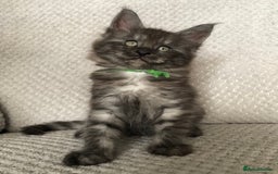 Maine Coon cats for sale: MaineCoon Kittens Black Smoke 1 Boy & 2 Girls - Image 1