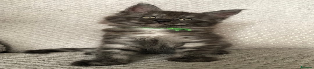Green collar boy 