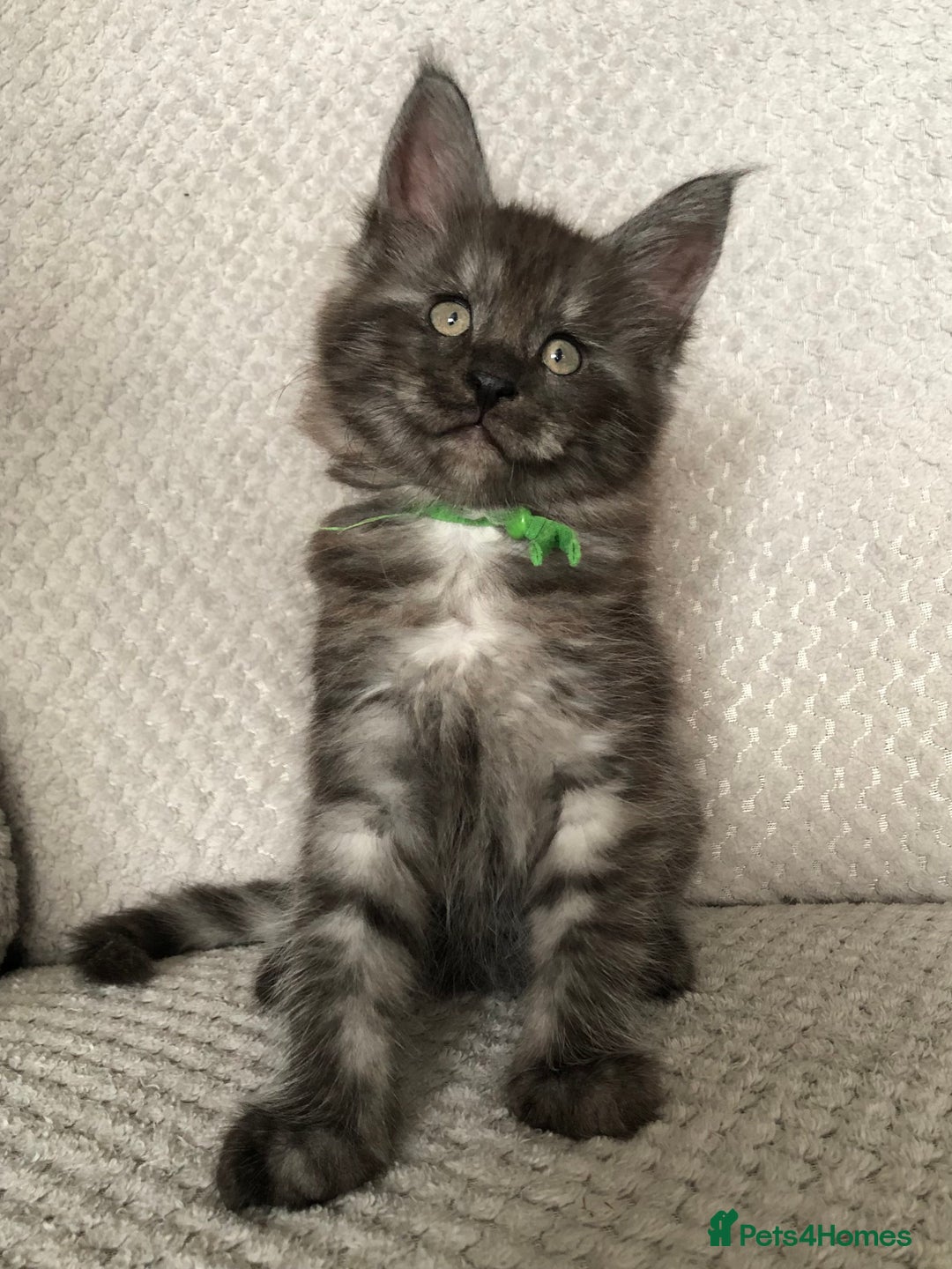 Maine Coon cats for sale: MaineCoon Kittens Black Smoke 1 Boy & 2 Girls - Image 1