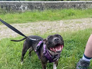 Mixed Breed dogs Unique Lagotto Romagnolo × Staffy Puppies - Advert 1