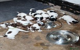 Mixed Breed dogs for sale: Springer x jack russell - Image 3