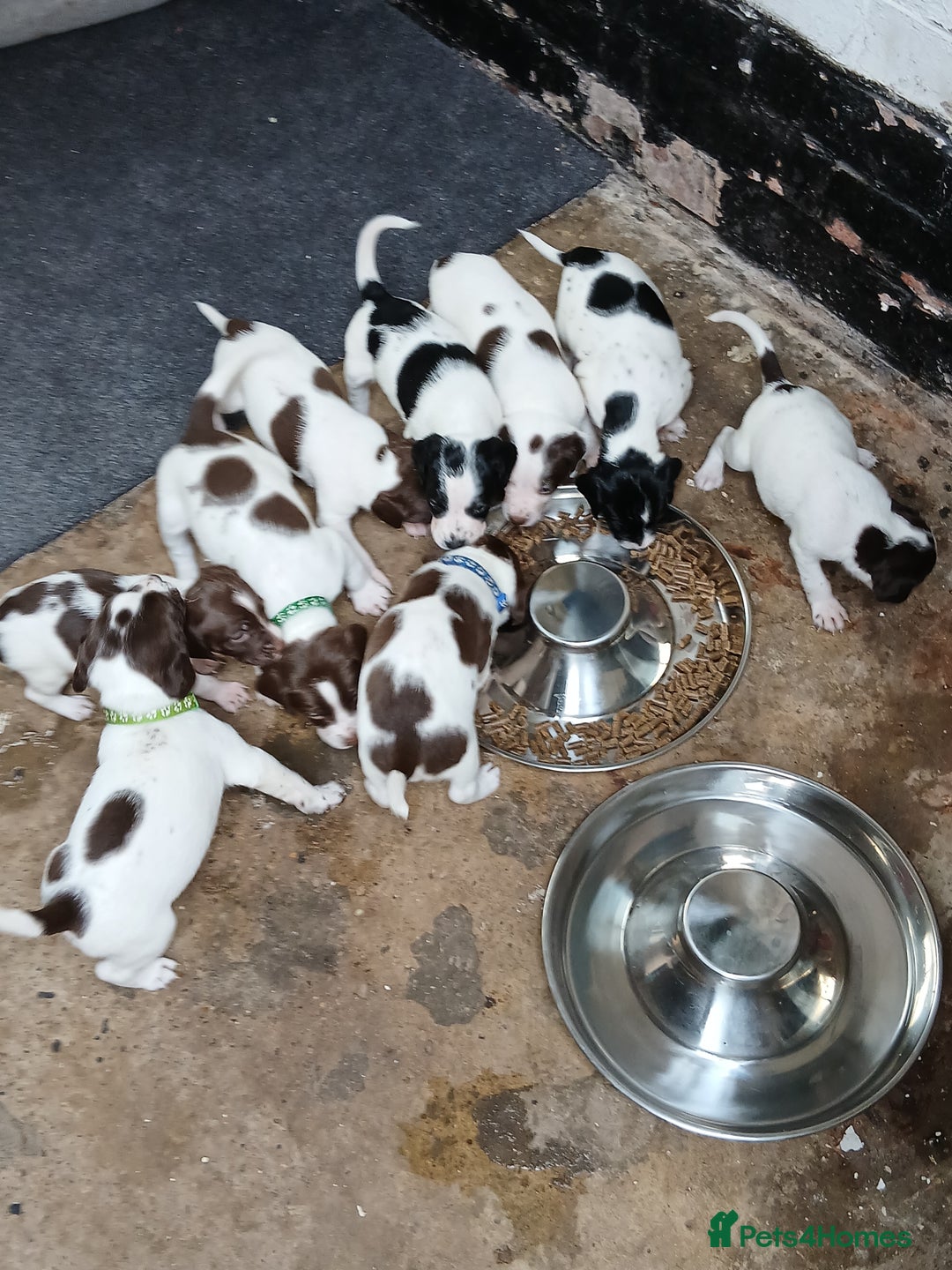 Mixed Breed dogs for sale: Springer x jack russell - Image 3