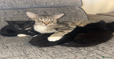 Mixed Breed cats - Advert 15