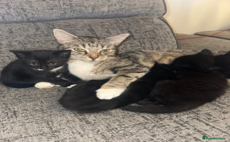 Mixed Breed cats - Advert 11