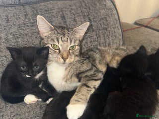 Mixed Breed cats - Advert 25