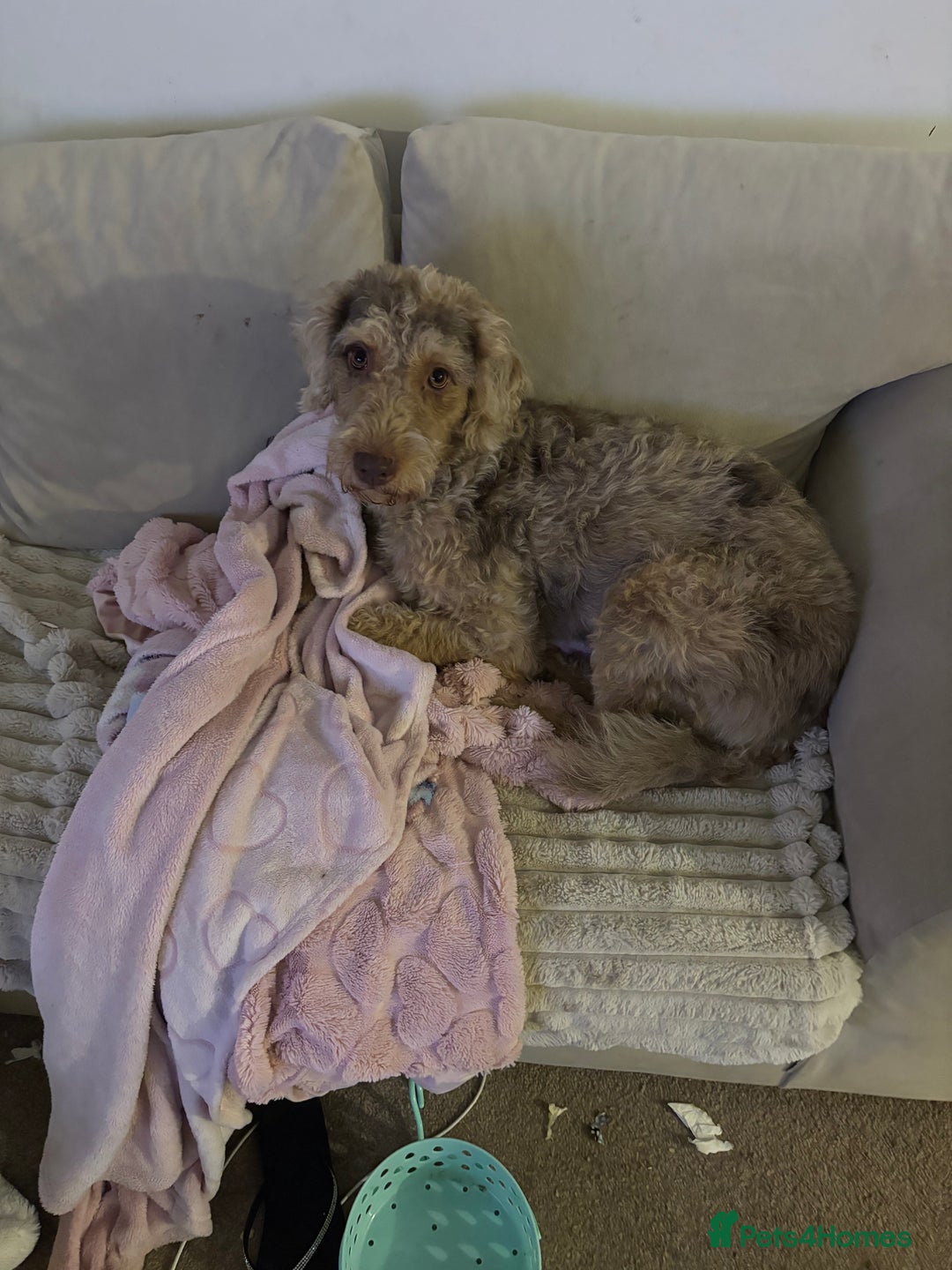 Labradoodle dogs for sale: STUNNING CHOCOLATE MERLE GIRL - Advert 2