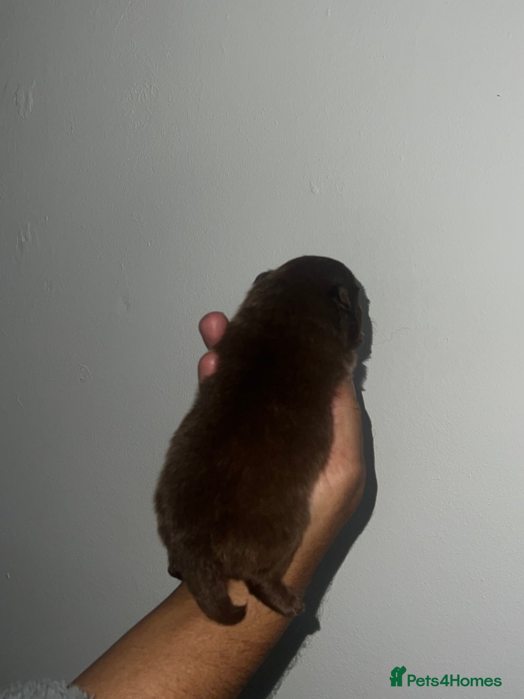 Pomeranian dogs for sale: Pomeranian puppy’s  - Image 17