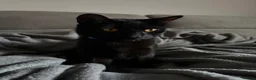 Domestic Shorthair cats for sale: Teddy - 1 year old male cat - Advert 8