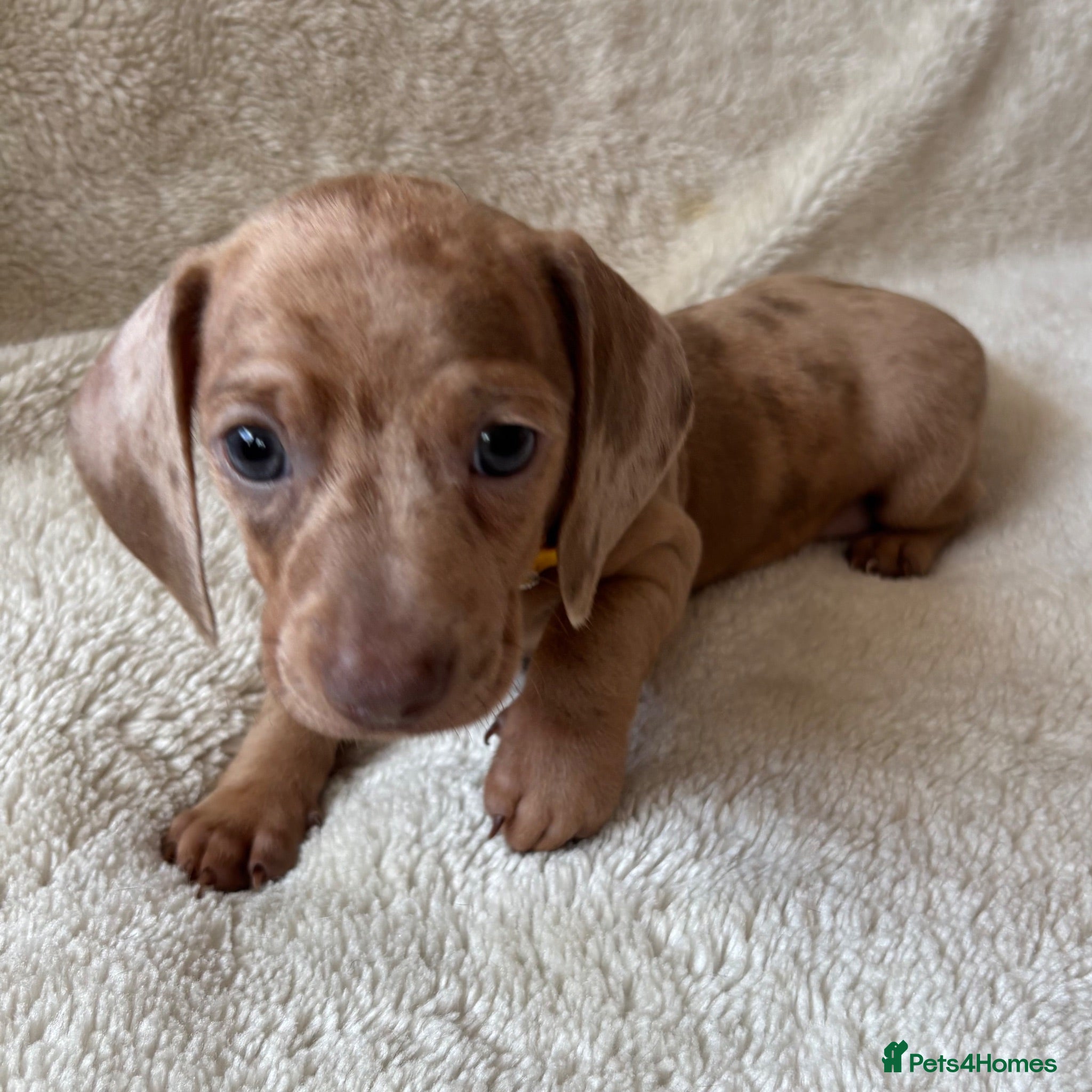 Dachshund dogs Standard Dachshund Puppies - Advert 2