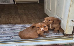 Cocker Spaniel dogs for sale: Cocker spaniel puppies  - Image 9
