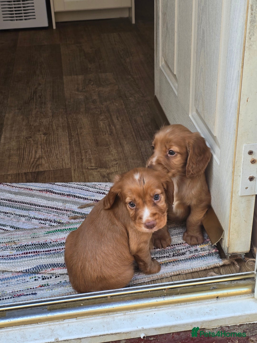 Cocker Spaniel dogs for sale: Cocker spaniel puppies  - Image 9