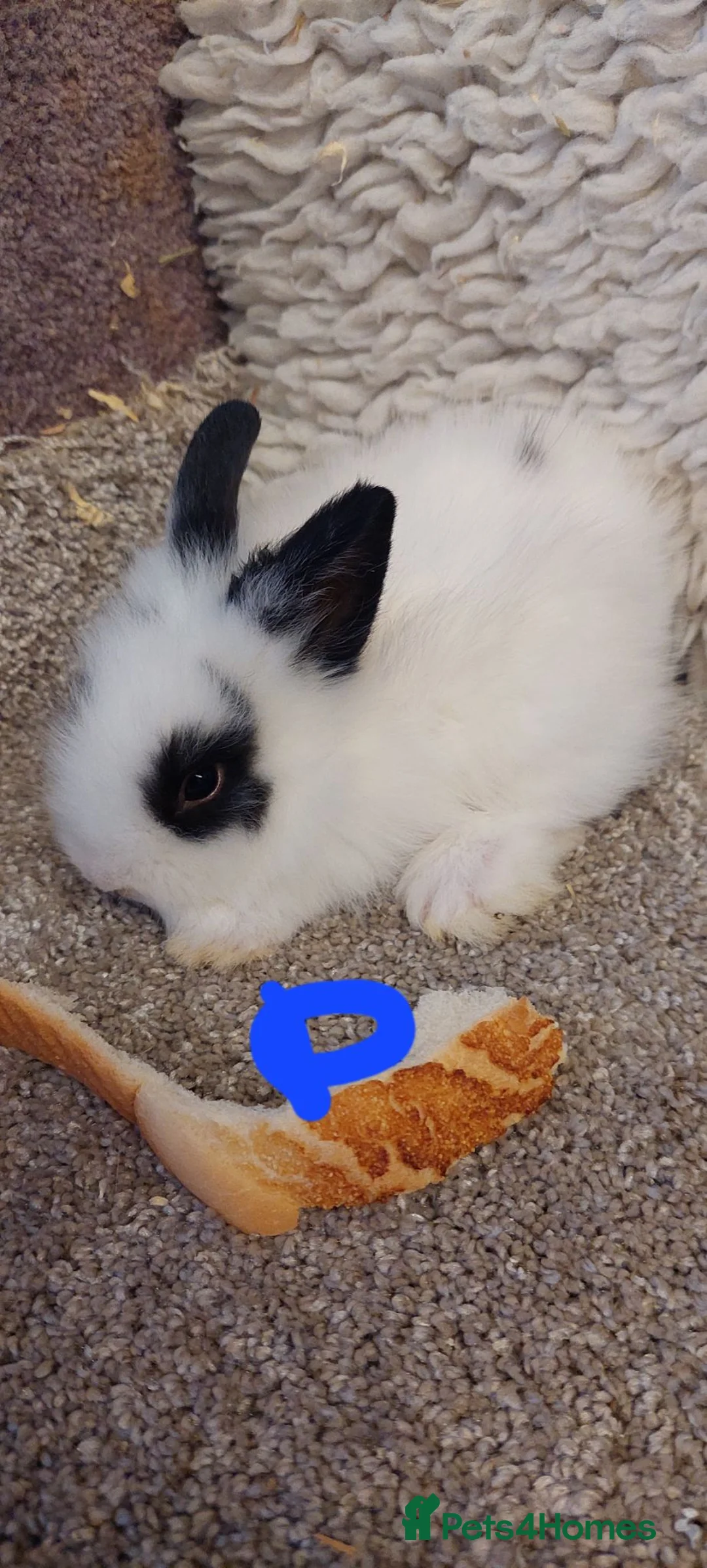 Lionhead rabbits for sale: Loinhead babys ready to reserve  - Advert 2
