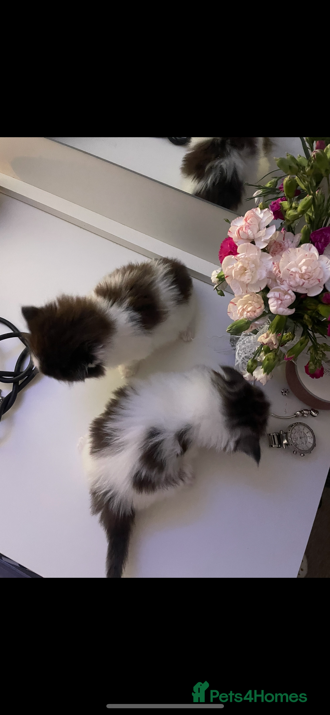 Maine Coon cats for sale: ✨Beautiful Mainecoon/Ragdoll mix kittens✨ - Advert 9