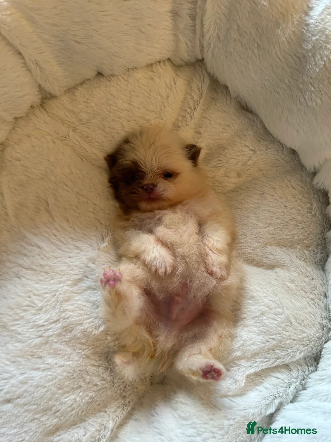 Pomeranian dogs for stud: Biggest Quality Pom StudTeam In uk  in Pontefract - Advert 19