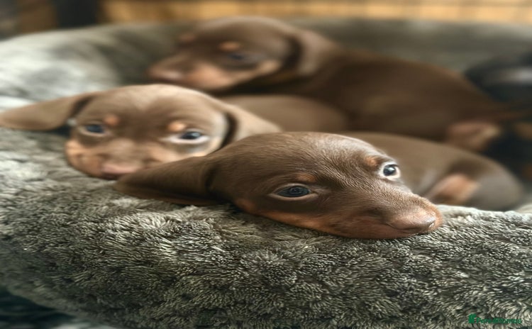Miniature Dachshund dogs - Advert 15