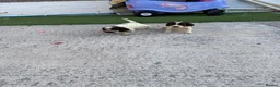Cocker Spaniel dogs for sale: Cocker spaniel  in Llanelli - Advert 3