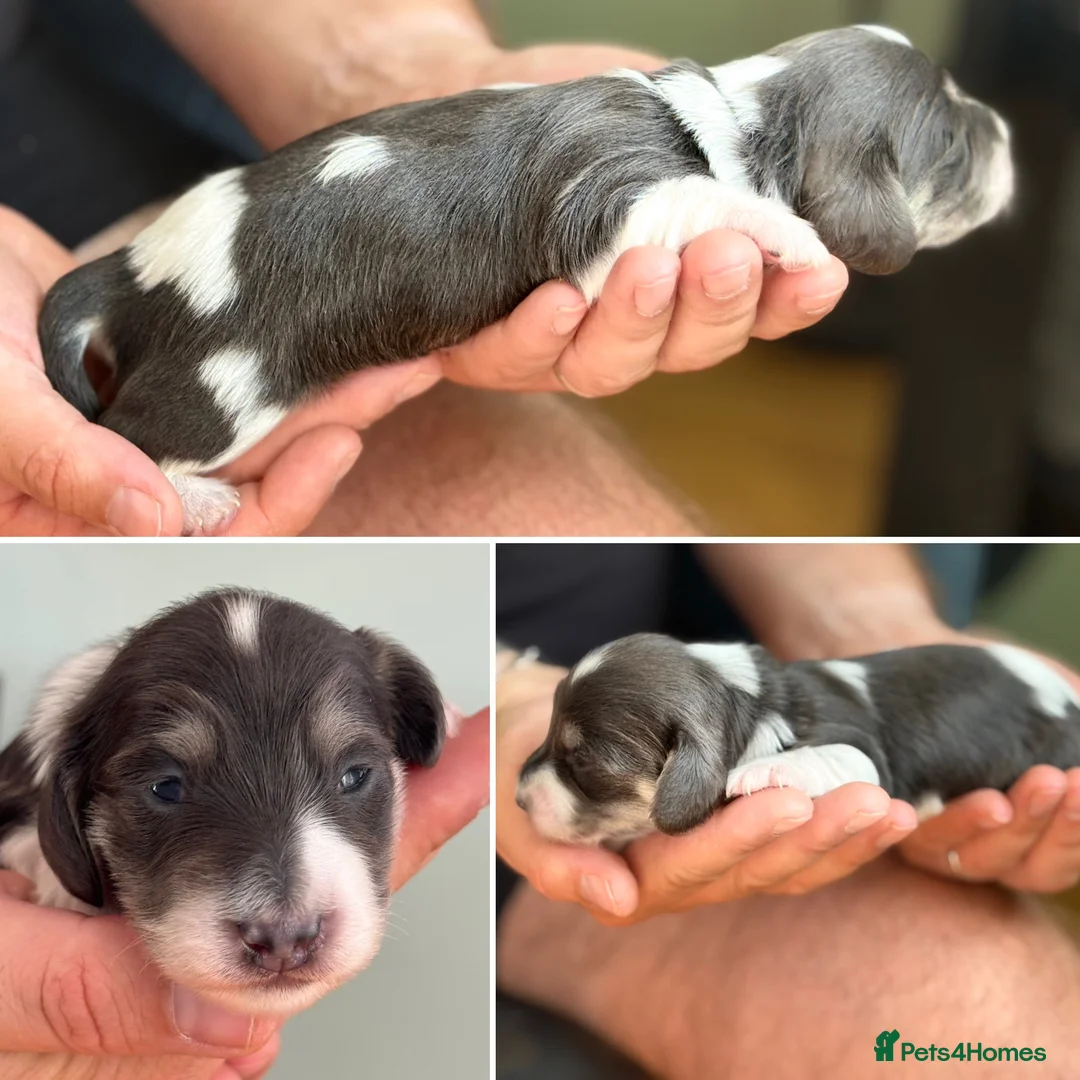 Miniature Dachshund dogs for sale: Blue&Cream Piebald Long Haired Miniature Dachshund - Advert 21