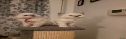 Ragdoll cats for sale: 🐾💙 GORGEOUS RAGDOLL KITTENS  - Advert 20