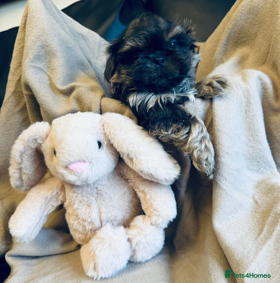 Shih Tzu dogs for sale: Gorgeous, outstanding imperial shih tzu puppies - Advert 8