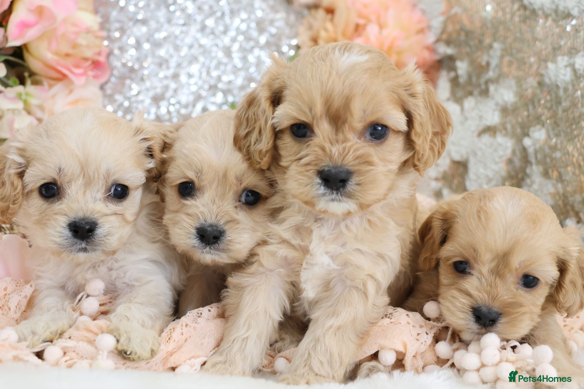 Cavapoo dogs *HEALTH TESTED*  F1 Cavapoos - Advert 1