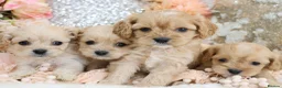 Cavapoo dogs for sale: *HEALTH TESTED*  F1 Cavapoos - Advert 14