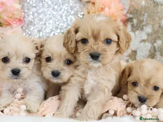 Cavapoo dogs *HEALTH TESTED* F1 Cavapoos - Advert 1