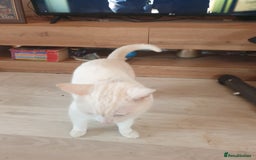 American Shorthair cats for sale: Albie Needs A New Home Urgently - Image 5