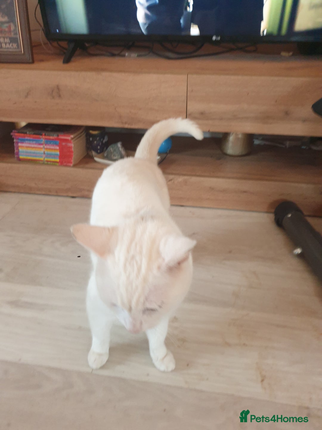 American Shorthair cats for sale: Albie Needs A New Home Urgently - Image 5