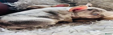 French Bulldog 2