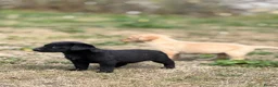 Labrador Retriever dogs for sale: 7 gorgeous kc Labrador puppies - Advert 10