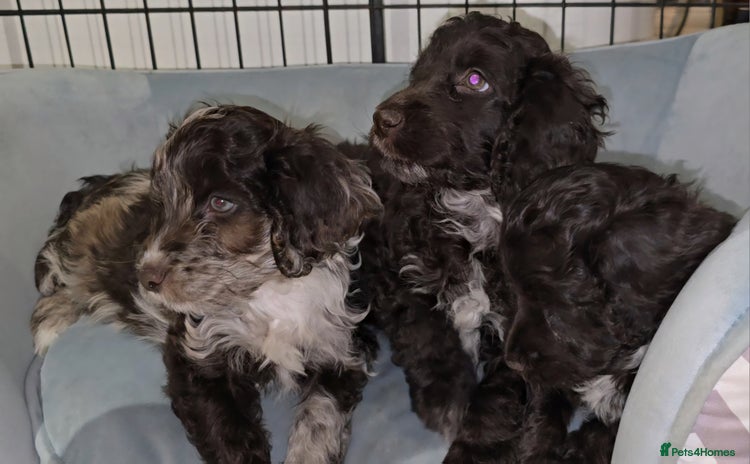 Cockapoo dogs - Advert 12